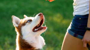 10 Best Dog Boarding Services in Chicago